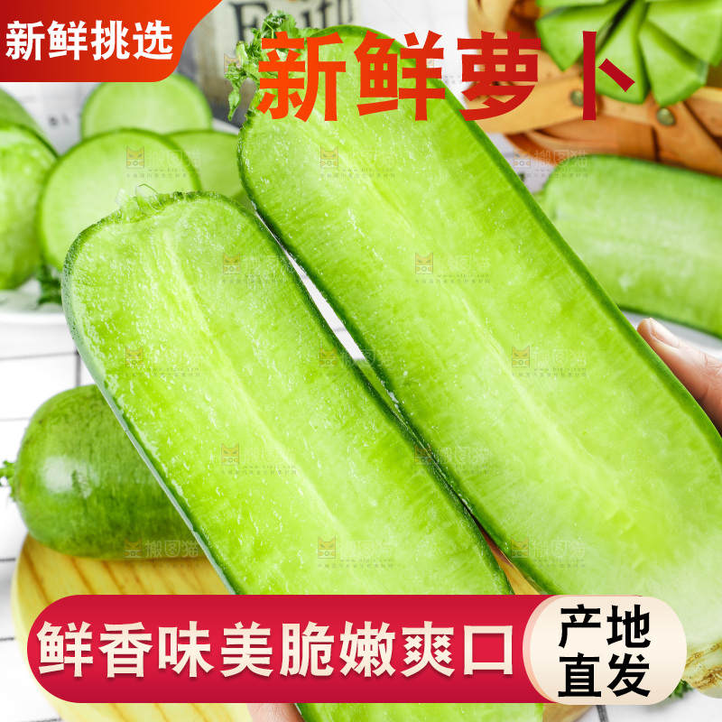 浅底上的沙窝萝卜