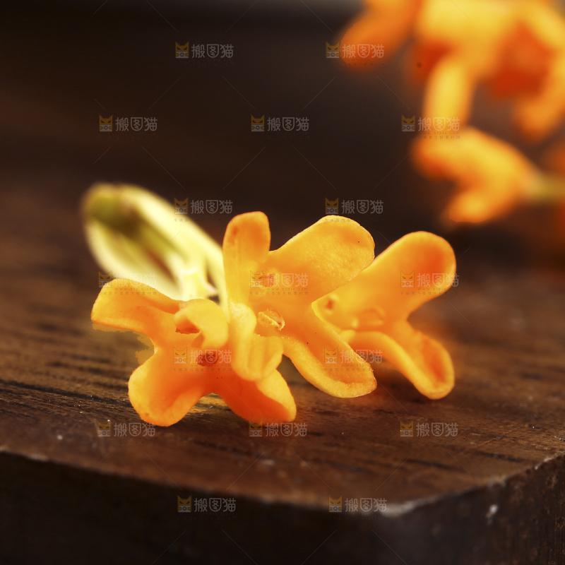 深底上的桂花