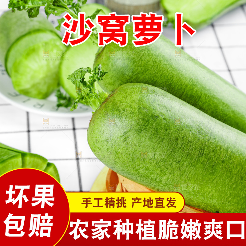 浅底上的沙窝萝卜