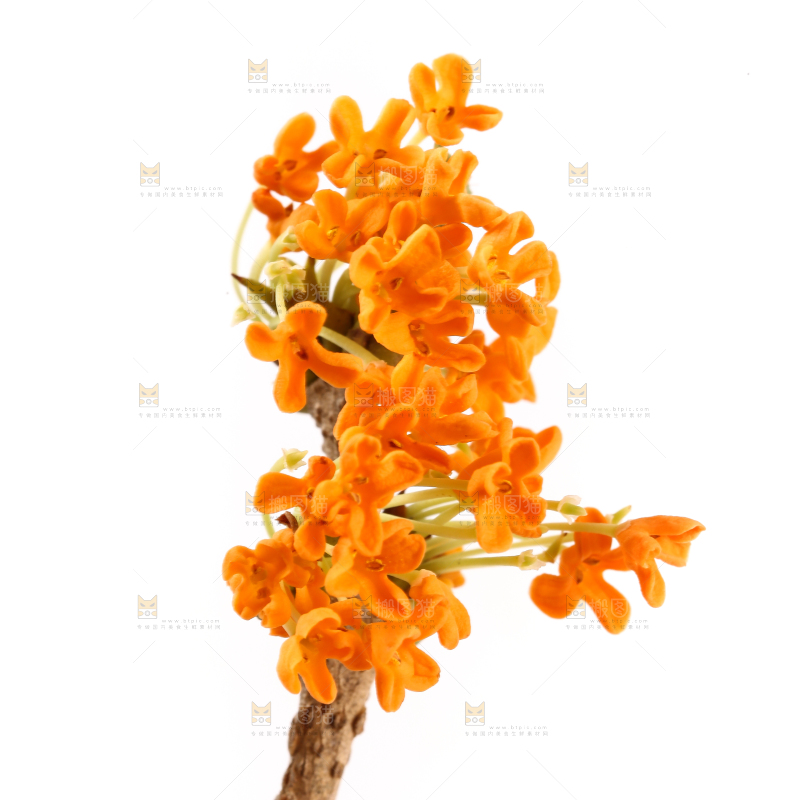 白底上的桂花