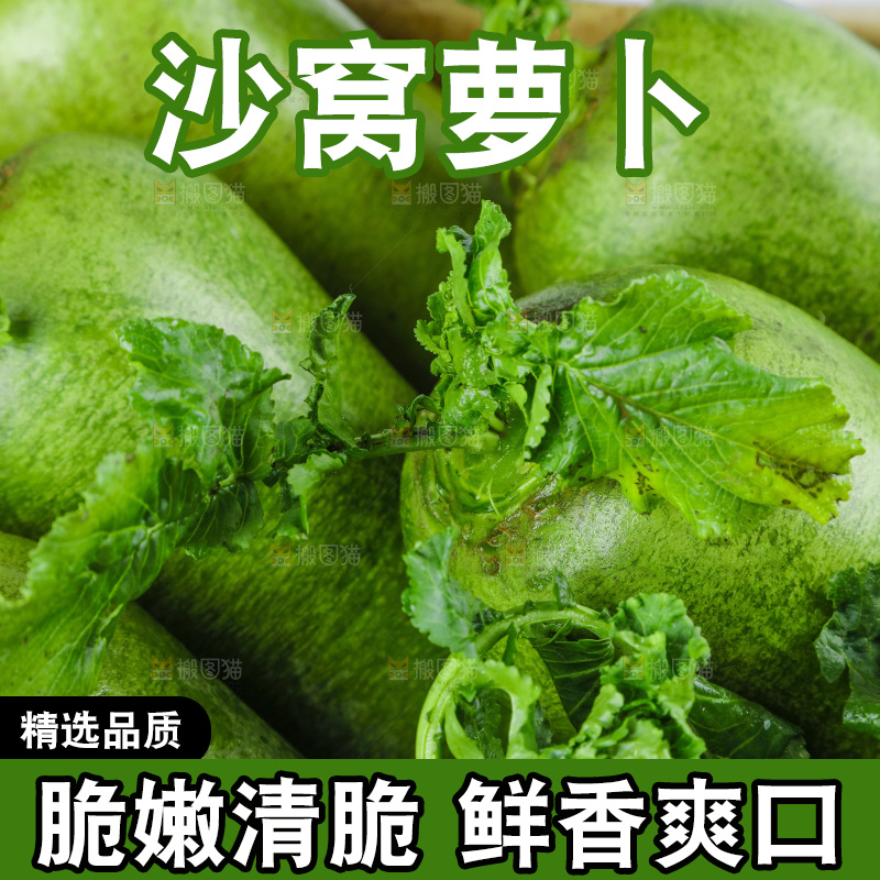白底上的沙窝萝卜