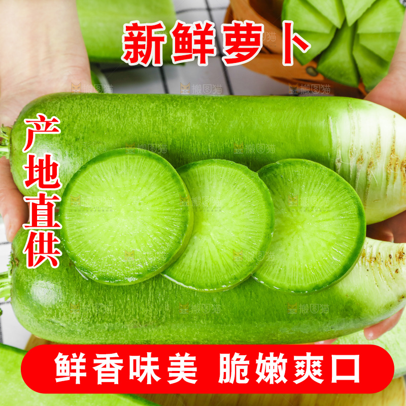 浅底上的沙窝萝卜