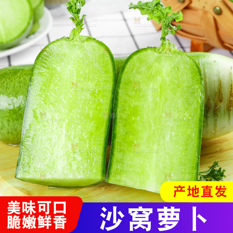 浅底上的沙窝萝卜