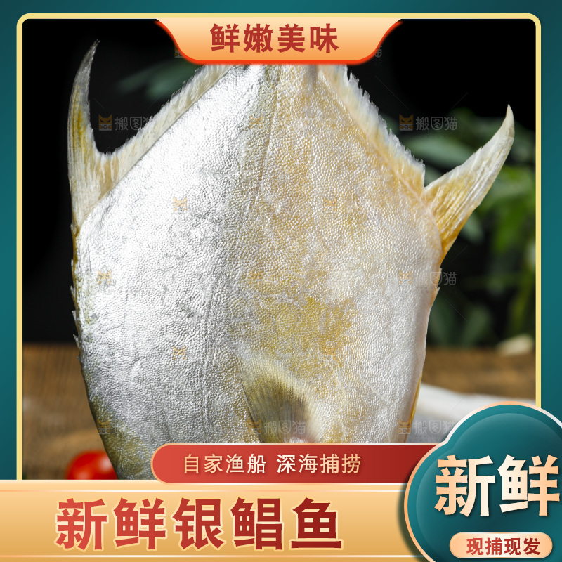 深底上的银鲳鱼