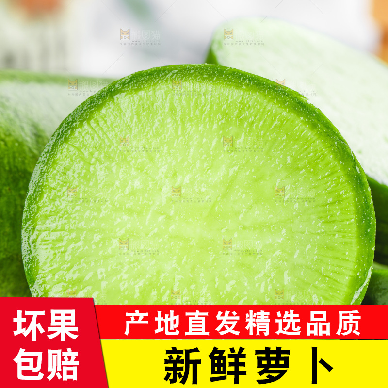 浅底上的沙窝萝卜