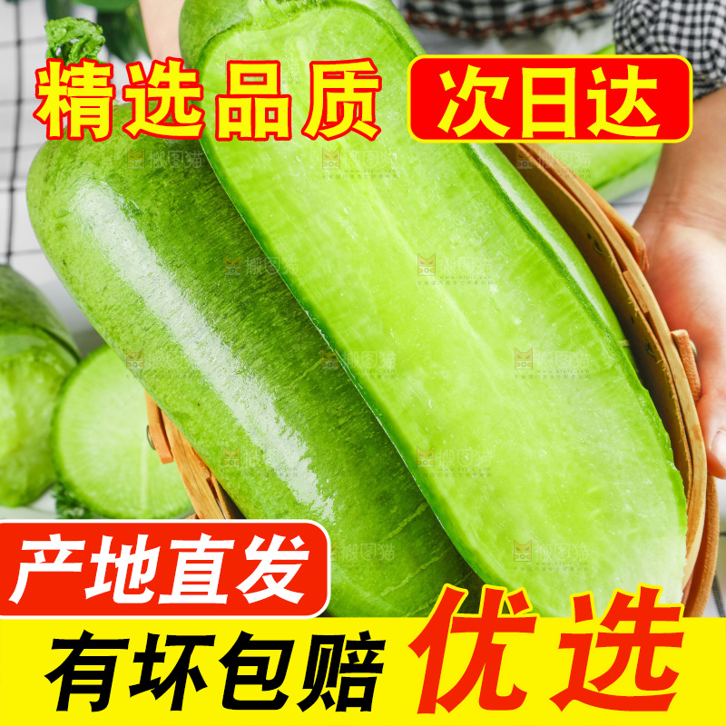 浅底上的沙窝萝卜