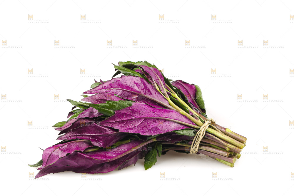 白底上的紫背天葵