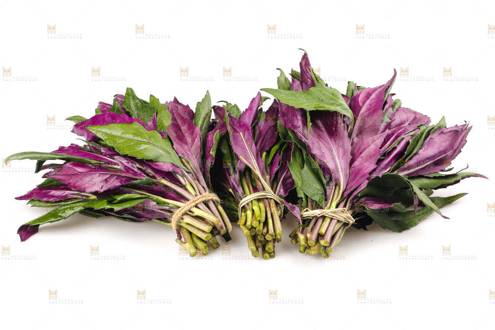 白底上的紫背天葵