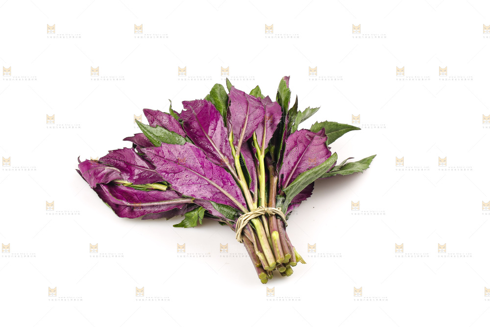 白底上的紫背天葵