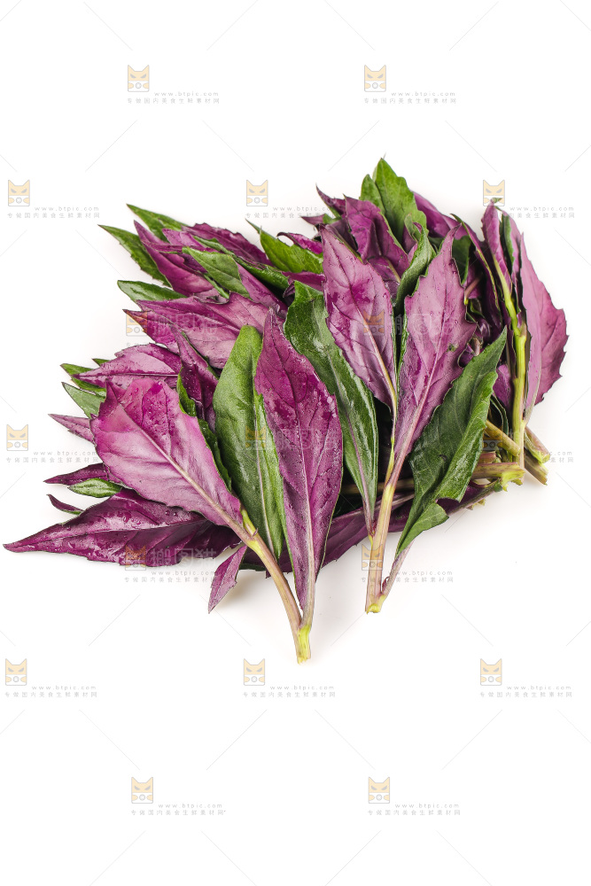 白底上的紫背天葵