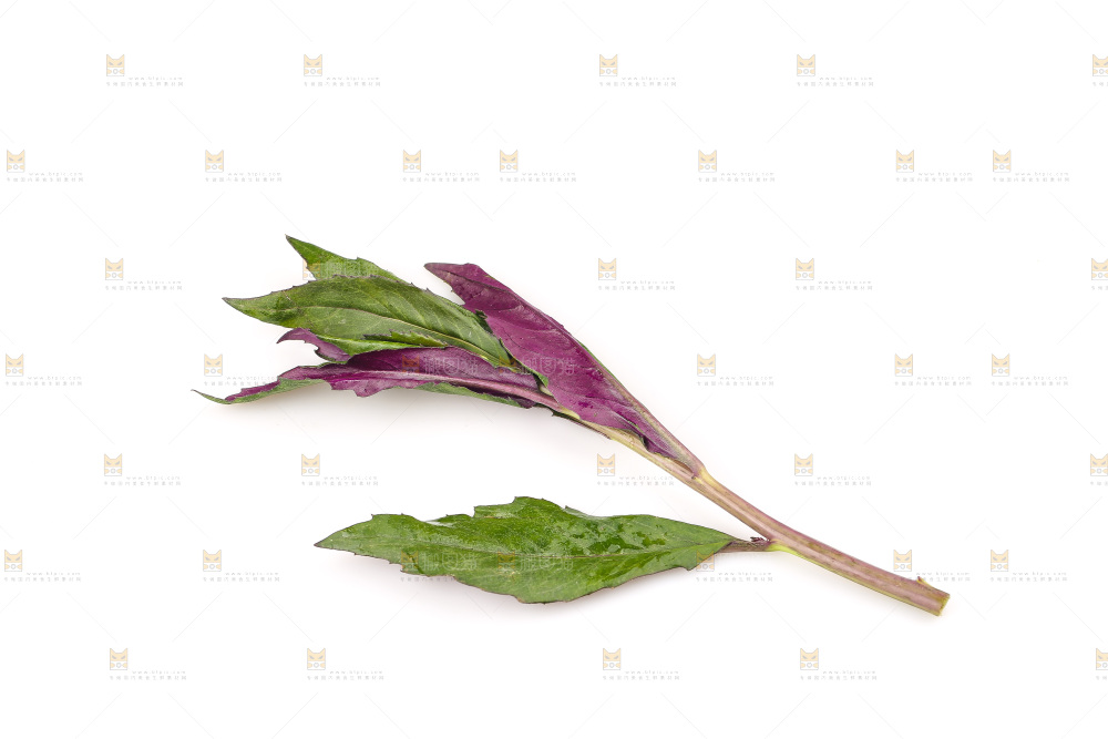 白底上的紫背天葵