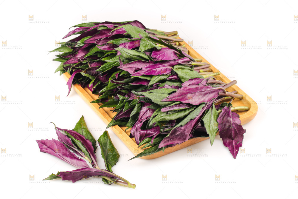 白底上的紫背天葵