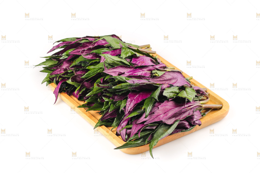 白底上的紫背天葵