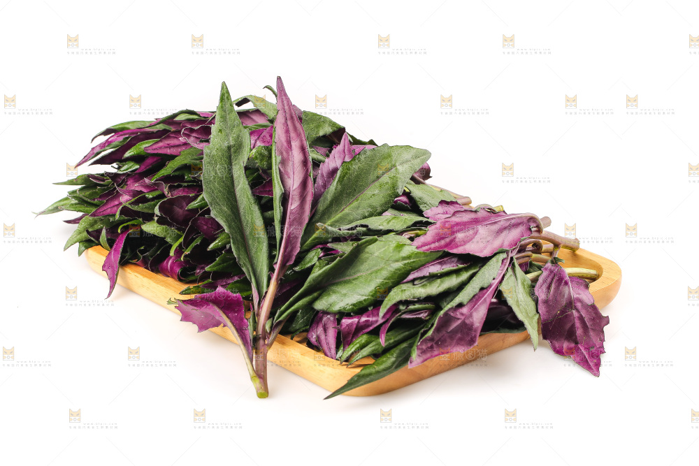 白底上的紫背天葵