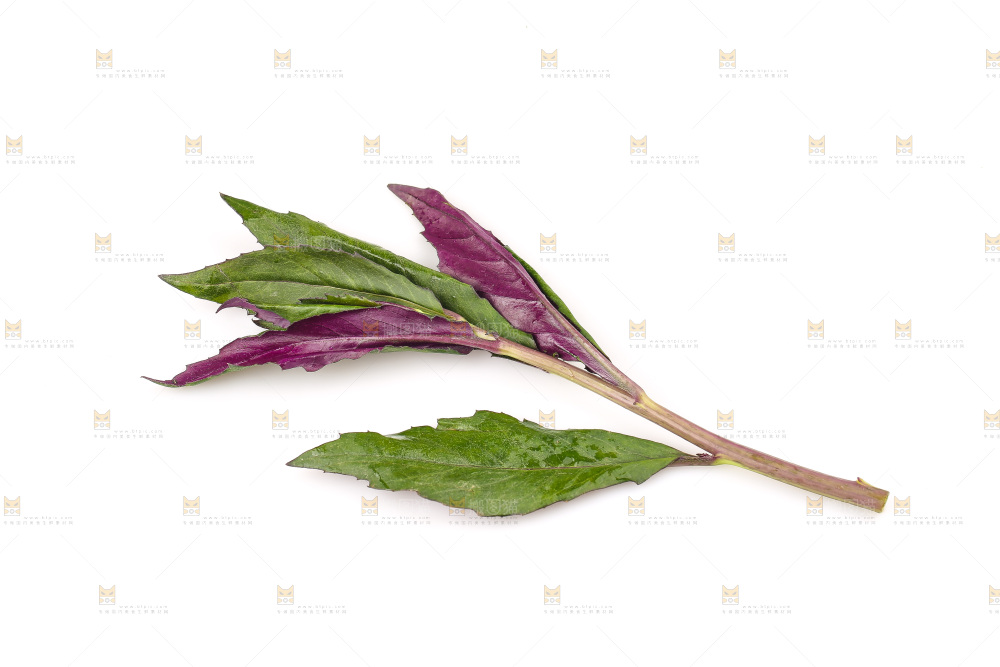 白底上的紫背天葵