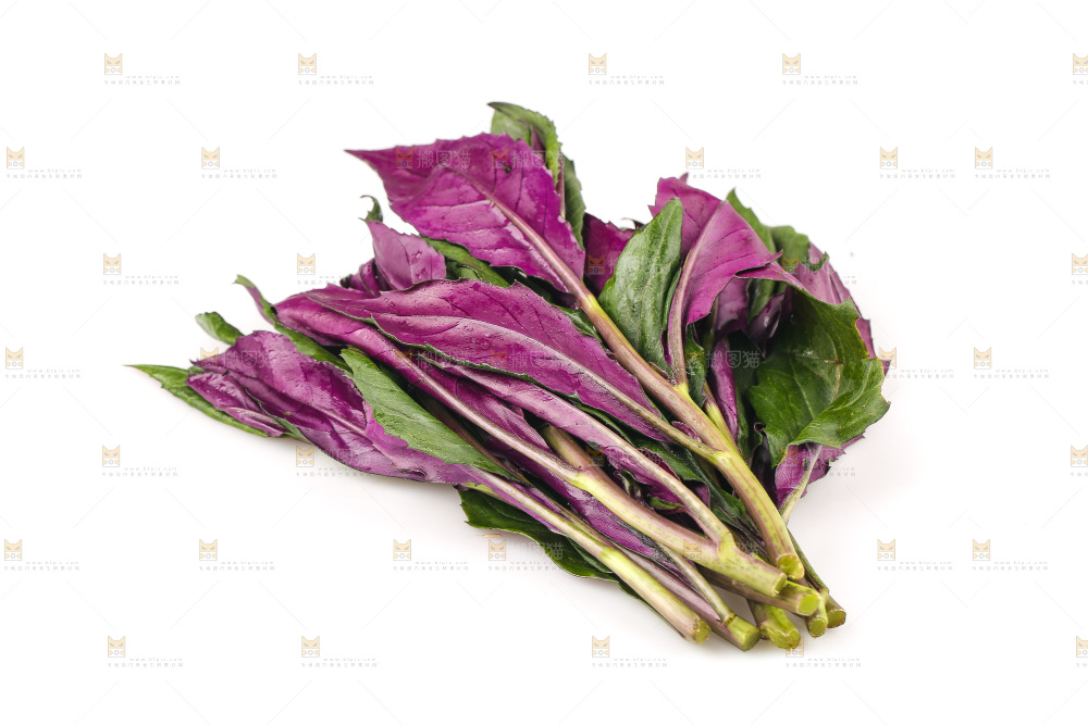 白底上的紫背天葵