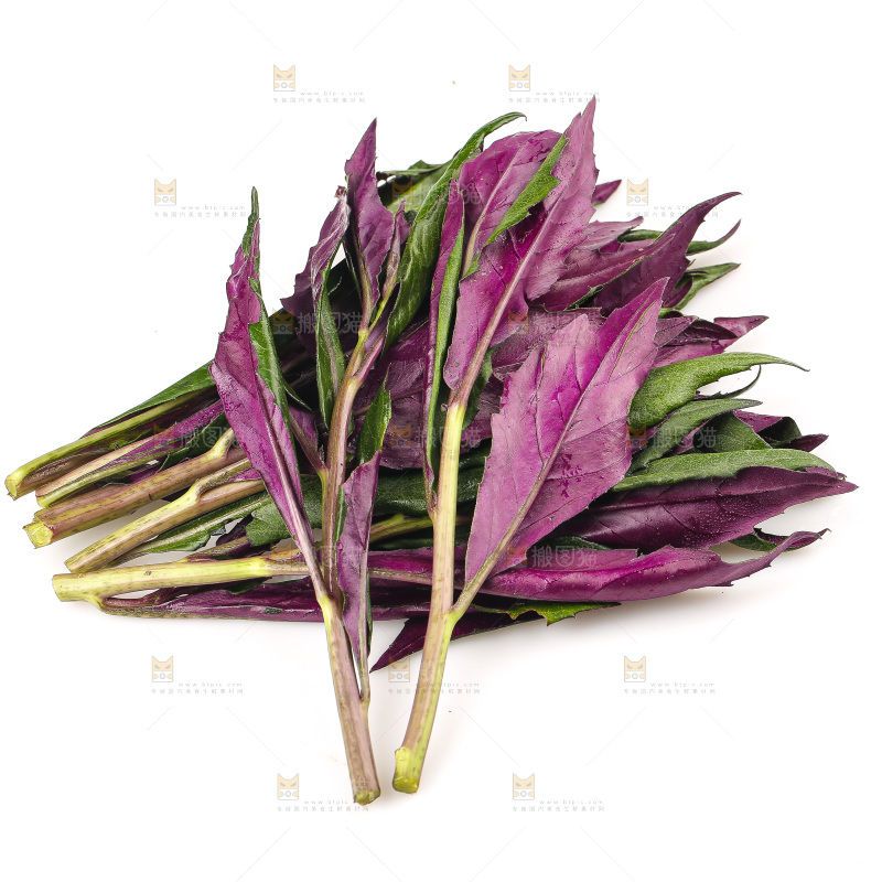 白底上的紫背天葵