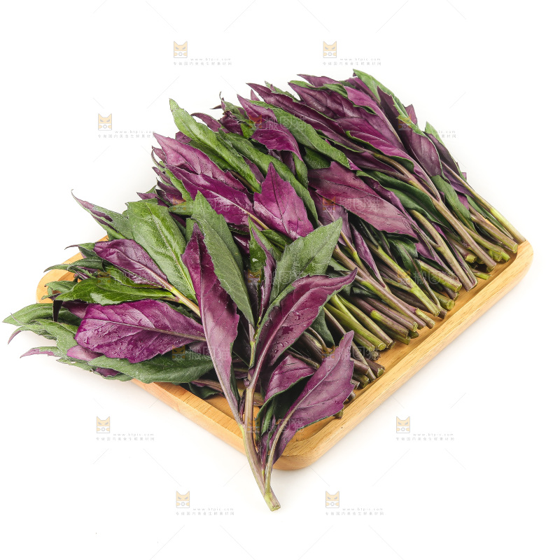 白底上的紫背天葵