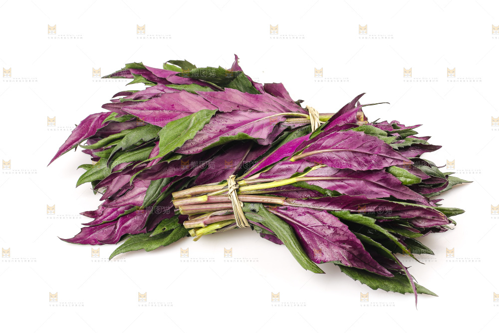 白底上的紫背天葵