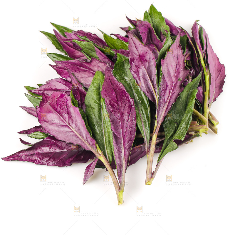 白底上的紫背天葵