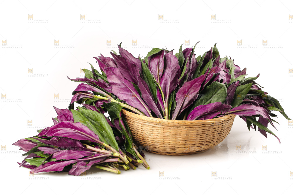 白底上的紫背天葵