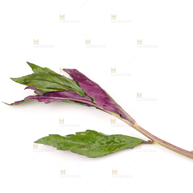 白底上的紫背天葵