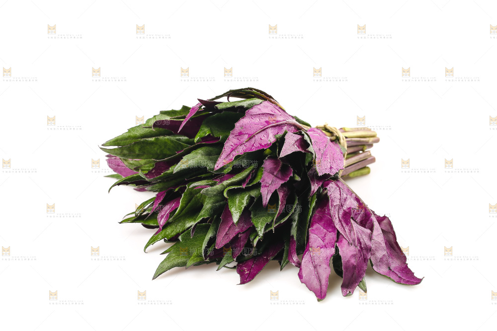 白底上的紫背天葵