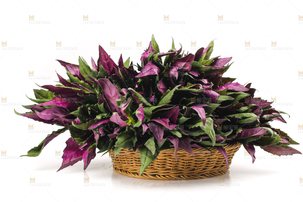 白底上的紫背天葵