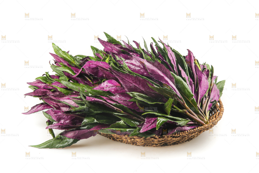 白底上的紫背天葵