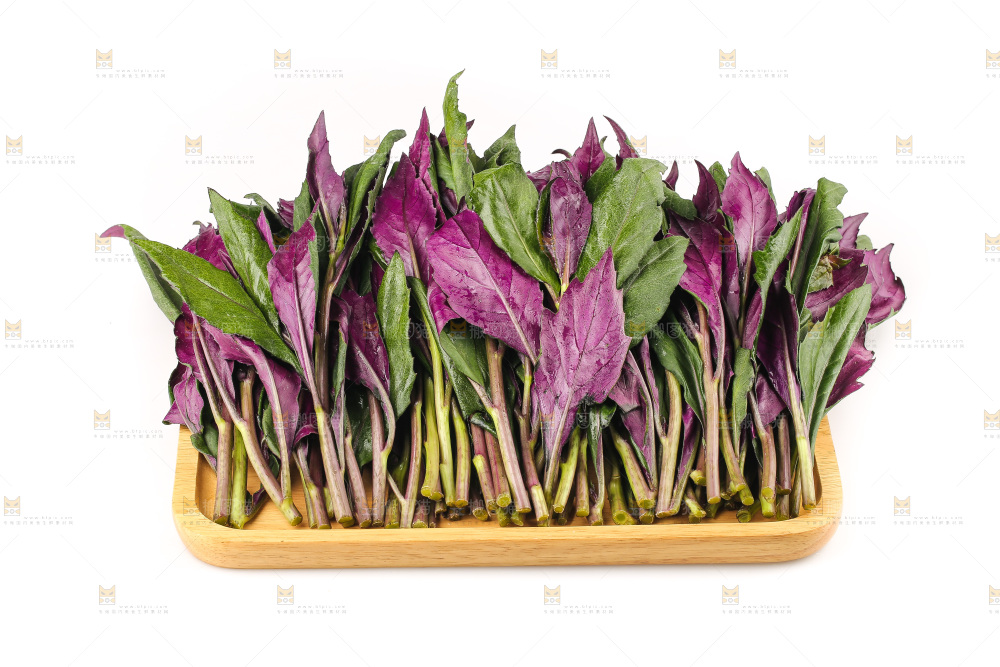 白底上的紫背天葵