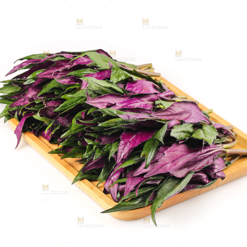 白底上的紫背天葵