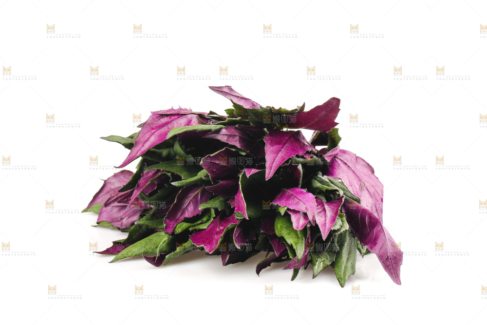 白底上的紫背天葵