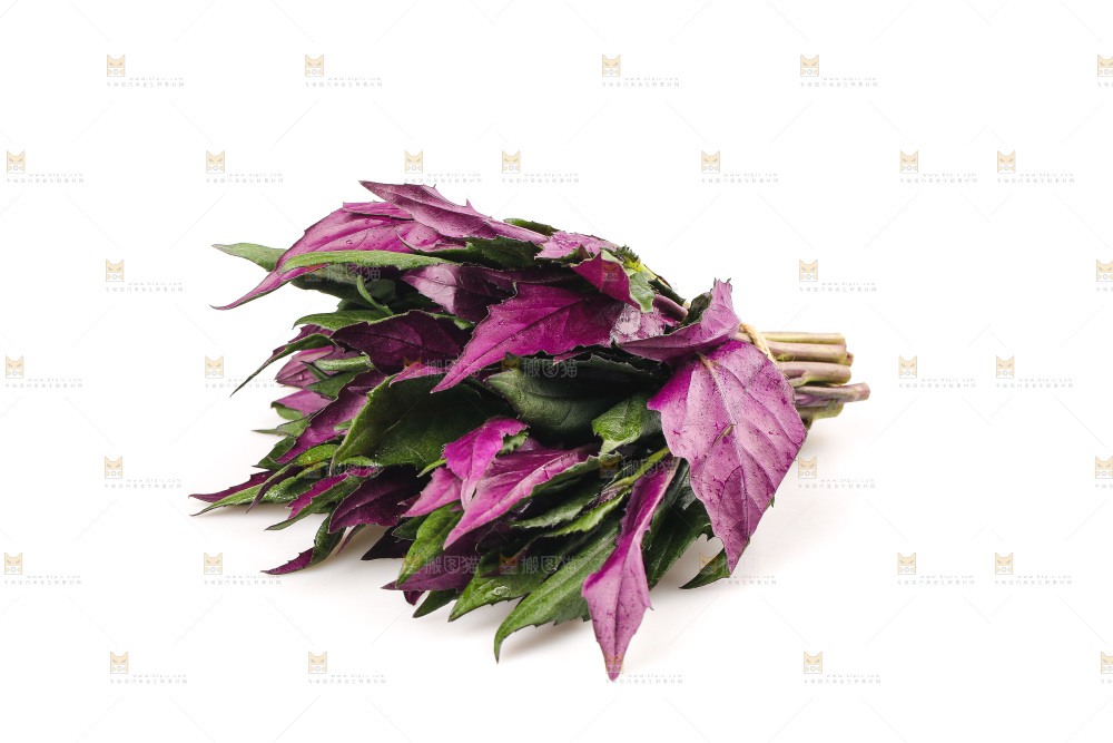 白底上的紫背天葵