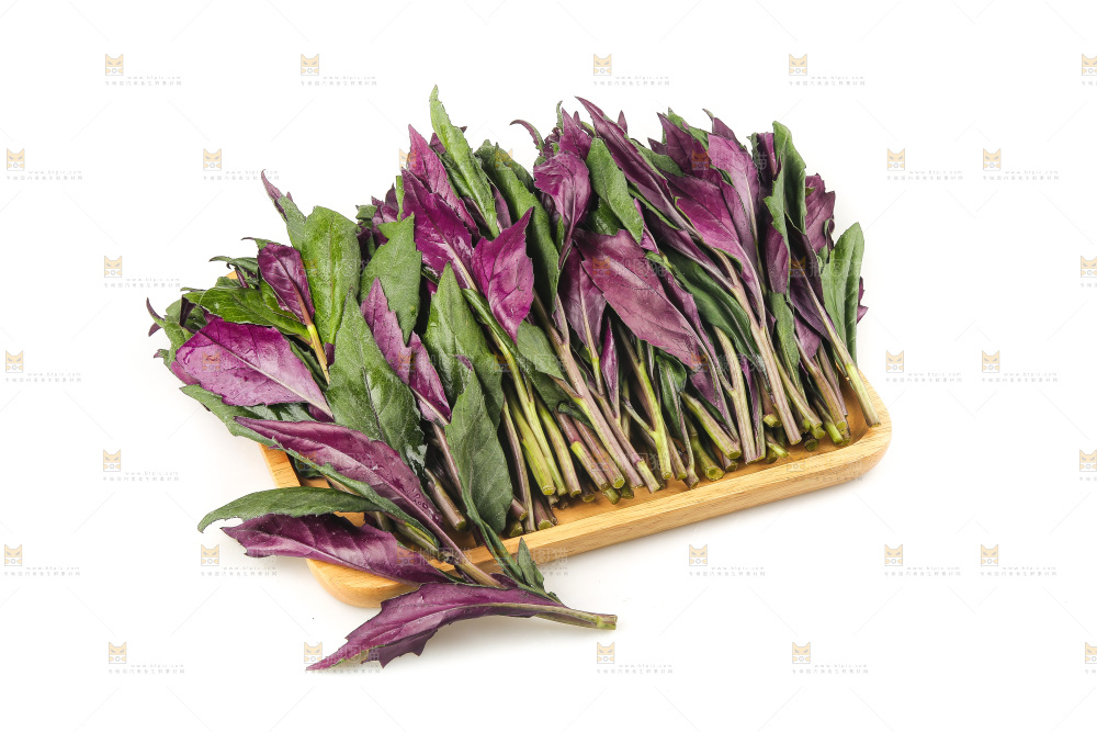 白底上的紫背天葵