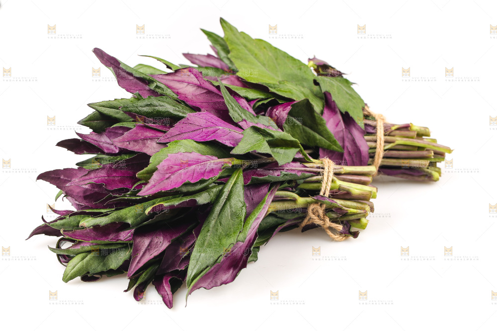 白底上的紫背天葵