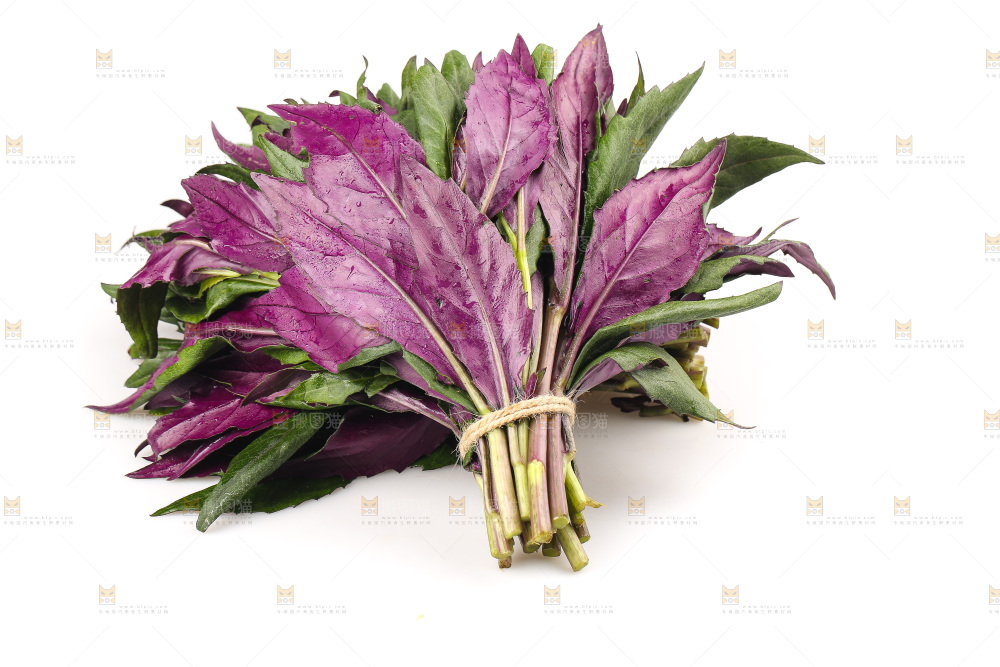 白底上的紫背天葵