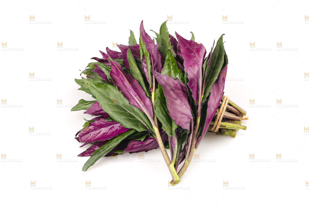 白底上的紫背天葵