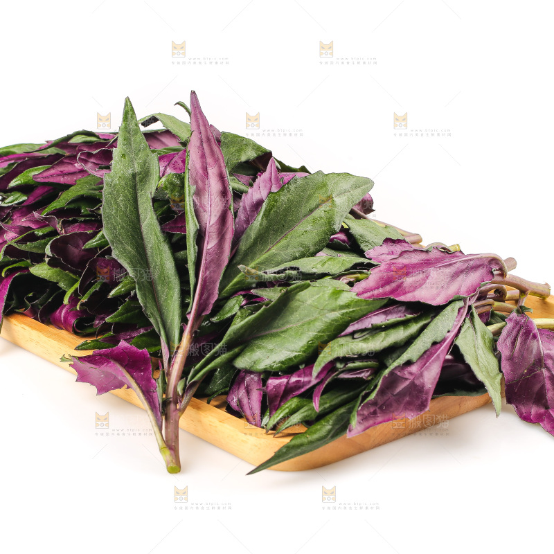 白底上的紫背天葵