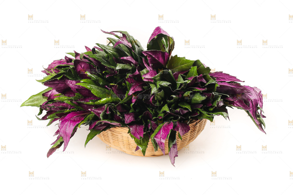 白底上的紫背天葵