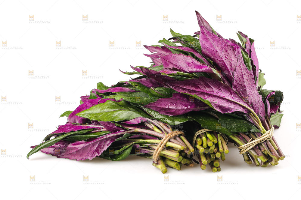 白底上的紫背天葵