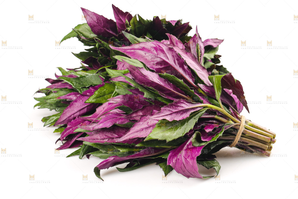 白底上的紫背天葵