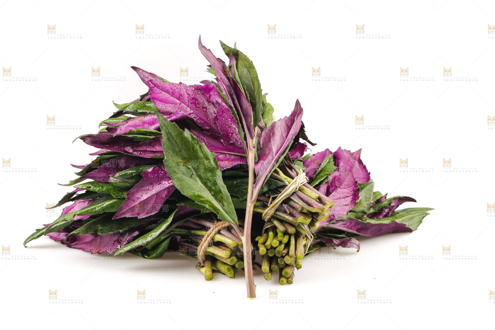 白底上的紫背天葵