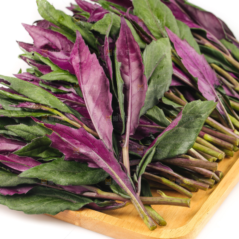 白底上的紫背天葵