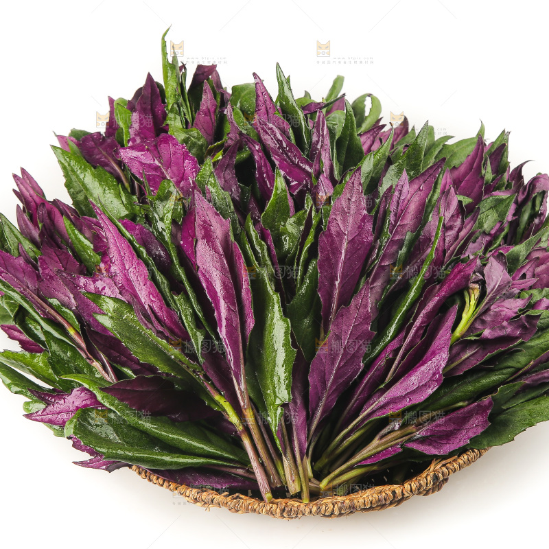 白底上的紫背天葵