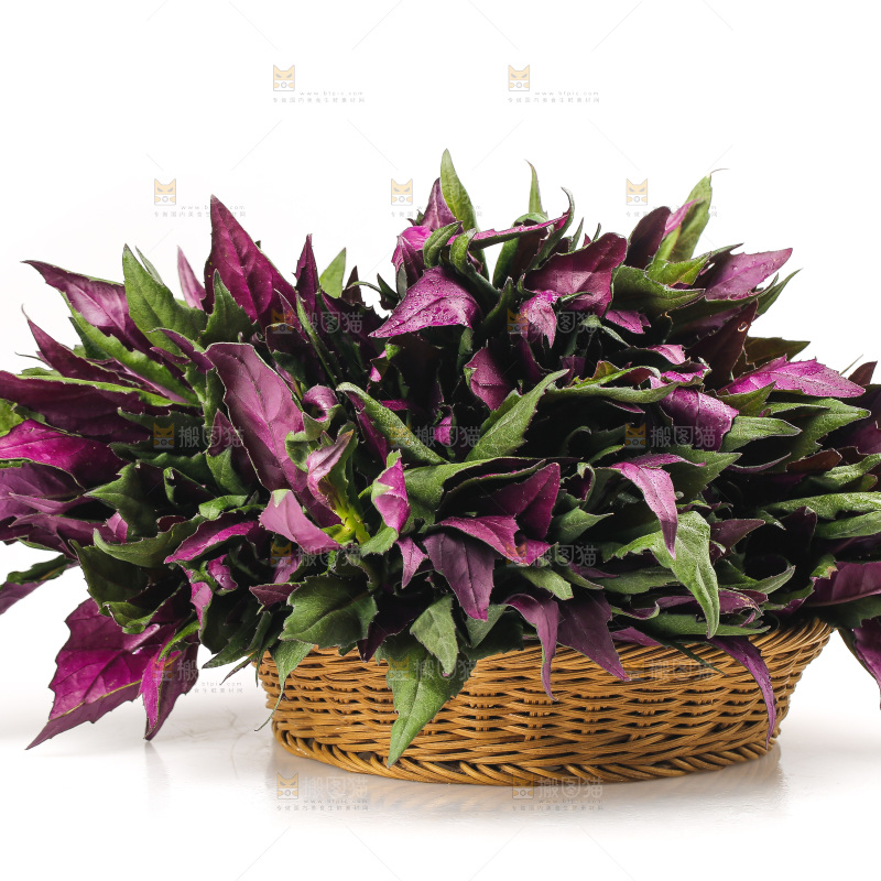 白底上的紫背天葵