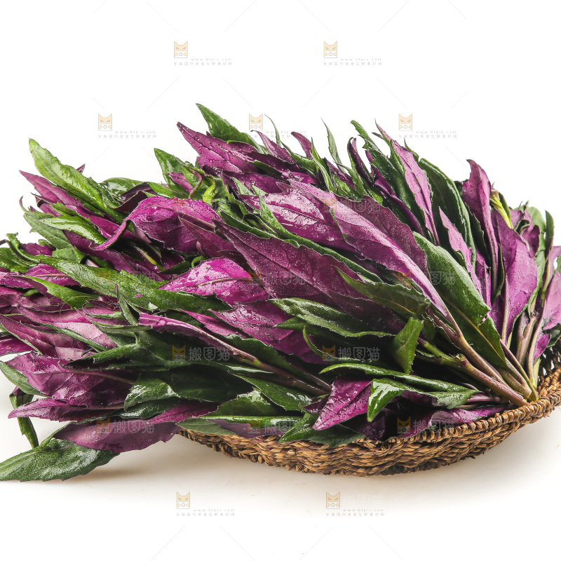 白底上的紫背天葵