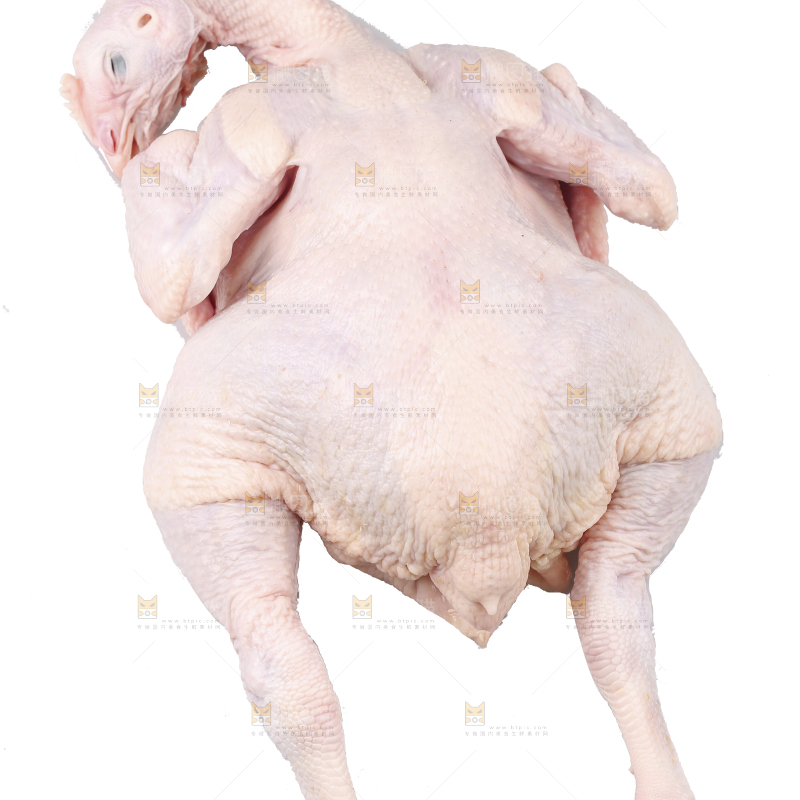 白底上的生鲜鸡肉