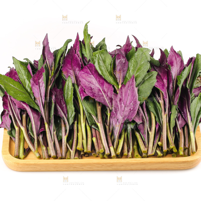 白底上的紫背天葵