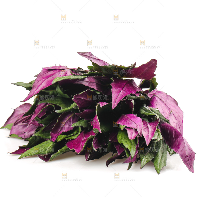 白底上的紫背天葵