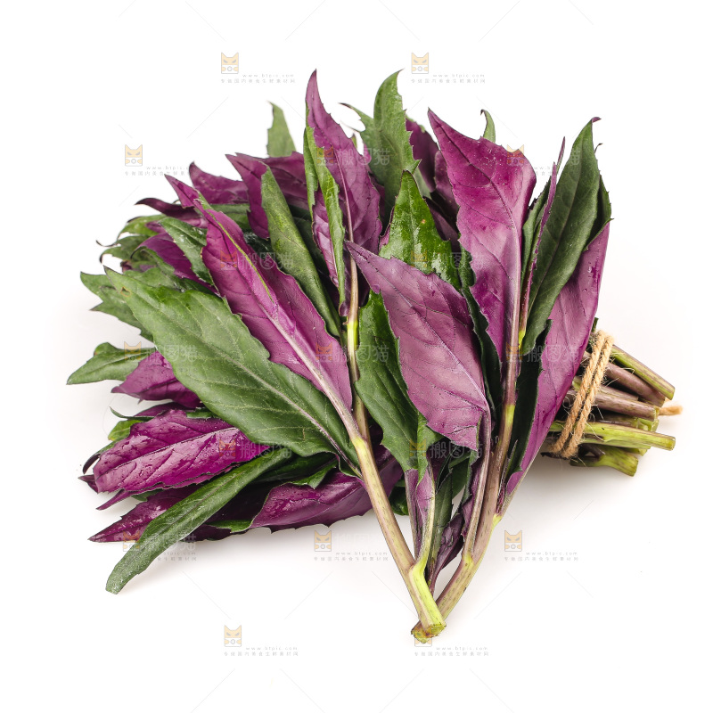 白底上的紫背天葵